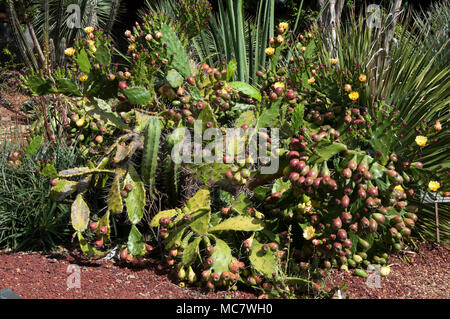 Sydney Australien, Feigenkaktus Bush mit Obst und Blumen Stockfoto