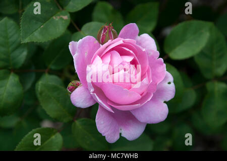 Sydney Australien, Rosenbusch mit offenen rosa Blume Stockfoto