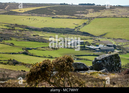 Vom Hügel in Cornwall zennor ich beobachtete, wie die Jagd über den Horizont und in das obere Feld erschienen. Das Vieh weg in Richtung der Farm. Stockfoto