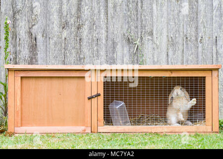 Junge lop-eared Kaninchen gehalten allein in kleinen outdoor Hutch Stockfoto