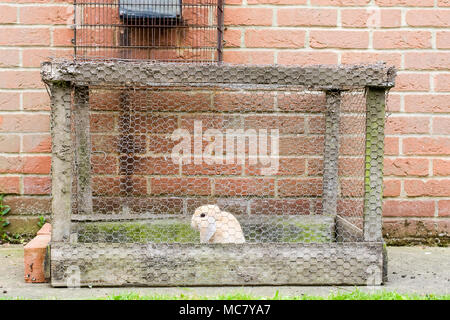 Junge lop-eared Kaninchen gehalten allein in schlechter Qualität Outdoor Gehäuse Stockfoto
