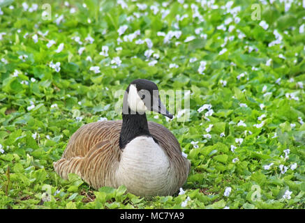 In der Nähe von Canada Goose zur Festlegung im Feld mit kleinen weißen Blüten bedeckt Stockfoto