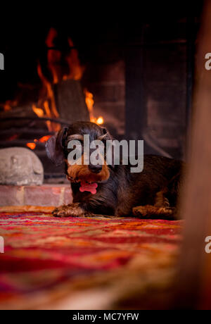 Ein drahthaariger Dackel, der sich neben dem Kamin gemütlich hält. Stockfoto