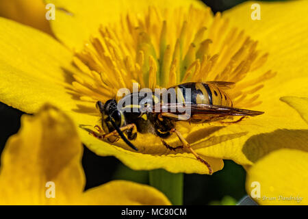 Queen Wasp visits ein Teich Seite Sumpfdotterblume Stockfoto