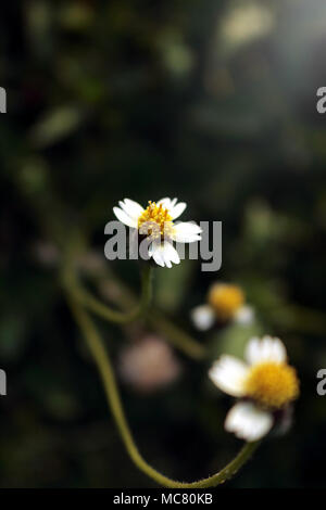 Die mexikanische Gänseblümchenblüte hat weiße Blüten, gelbe Staubblätter, auf dunklem Hintergrund. Stockfoto