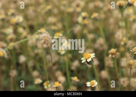 Mexikanische Gänseblümchen haben weiße Blüten, gelbe Staubblätter, Hintergrund mit vielen Grasblumen. Stockfoto