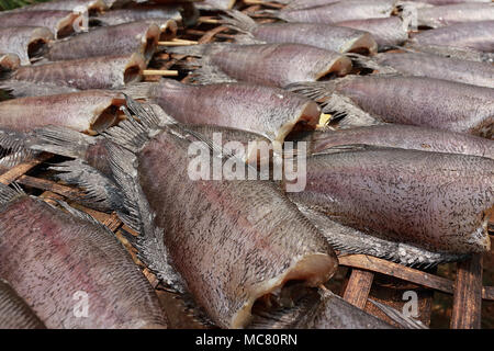 Single sunshine getrockneten Fisch aus Trichogaster pectoralis Fisch gemacht, ordentlich in das Sonnenlicht auf Bambus Tisch. Stockfoto