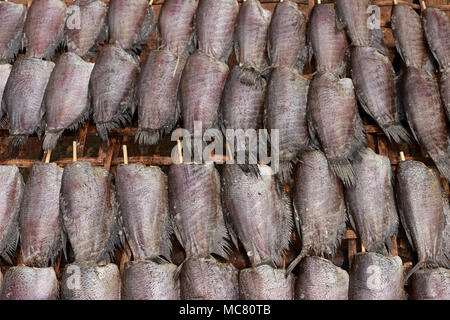 Single sunshine getrockneten Fisch aus Trichogaster pectoralis Fisch gemacht, ordentlich in das Sonnenlicht auf Bambus Tisch. Stockfoto