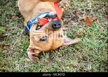 Ein Pitbull packt seine Leine in eine spielerische Moment. Stockfoto
