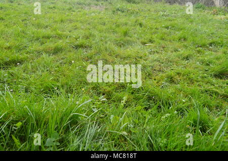Schönen Feld von dichtem Gras im Naturpark Gorbeia. Pflanzen Natur Landschaften. März 26, 2018. Naturpark Gorbeia. Urigoiti Baskenland Stockfoto