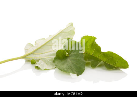 Gesunde Klette Blätter auf weißem Hintergrund. Medicinical Anlage. Stockfoto