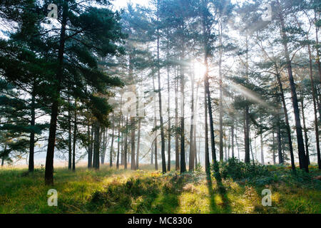 Hintergrundbeleuchtung Pinien auf chobham Gemeinsame National Nature Reserve Stockfoto