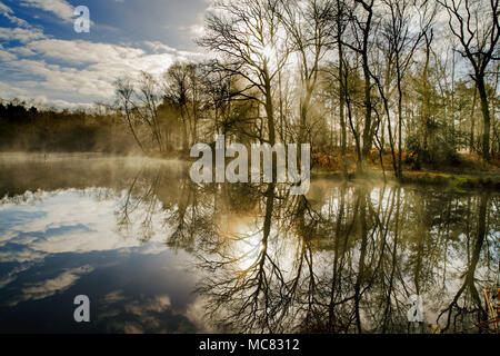 Schöne am frühen Morgen Licht durch Bäume an Gnädig Teich auf chobham Gemeinsamen. Stockfoto