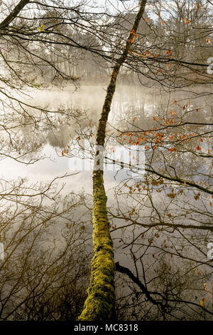 Silver Birch Baum lehnend über einem nebligen See namens Fishpool auf chobham Gemeinsame National Nature Reserve. Stockfoto