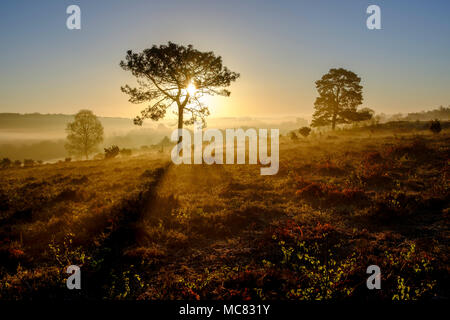 Schöne am frühen Morgen Frühling Sonne Licht, auf der New Forest National Park Stockfoto