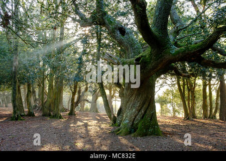 Antike Alte Eiche im New Forest National Park, der von hinten mit einer frühen Morgen Sommer Licht. Stockfoto