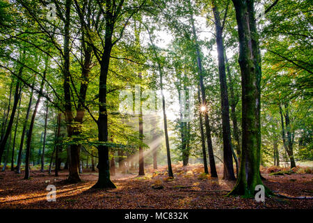 Herbstliche Buche mit Sonnenlicht Gießen durch Sie, New Forest, Hampshire. Stockfoto