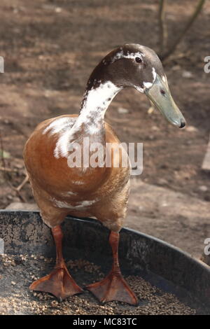 Männliche Indian runner Ente stand in Essen Schüssel in Garten Anas platyrhynchos domesticus Stockfoto