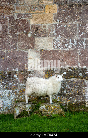 Weiß konfrontiert Schafe ewe auf zwei steinblöcke, der von einer Steinmauer auf Woodspring Priorat in Somerset UK posing Stockfoto