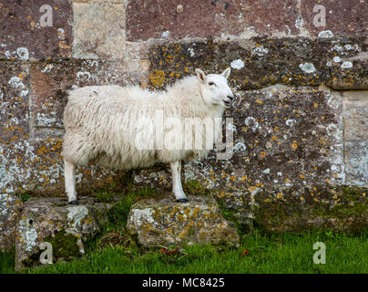 Weiß konfrontiert Schafe ewe auf zwei steinblöcke, der von einer Steinmauer auf Woodspring Priorat in Somerset UK posing Stockfoto