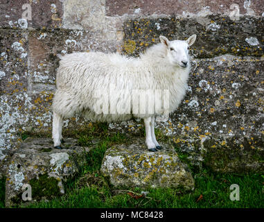 Weiß konfrontiert Schafe ewe auf zwei steinblöcke, der von einer Steinmauer auf Woodspring Priorat in Somerset UK posing Stockfoto