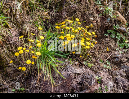 Gelbe Blumen der Colt-Fuß Tussilago farfara in der Regel gestört feuchten Boden in einem Steinbruch Somerset UK wachsende Stockfoto