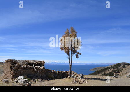 Baum neben alten kleinen Hütte aus Stein mit Reetdach auf der Isla del Sol im Titicaca-see in Bolivien. Die Insel ist ein beliebtes Ausflugsziel. Stockfoto