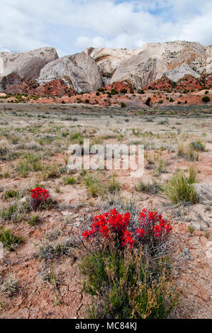 San Rafael Swell nach Osten ausgerichteten Riff mit Indian Paintbrush wildflower (Castilleja sp.) im Vordergrund. Stockfoto