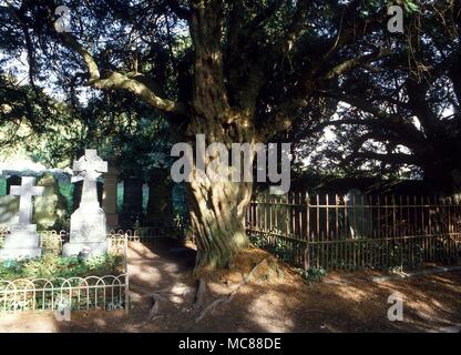 Britische Mythologie die Blutungen Eibe auf dem Friedhof in Nevern. Die "Blut" ist eigentlich ein rotes Harz Stockfoto