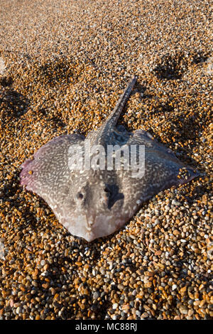 Streicheln gefangen Ufer angeln von Chesil Beach in Dorset, bevor sie lebend freigelassen werden. Thornbacks zusammen mit anderen ray Arten ich Stockfoto