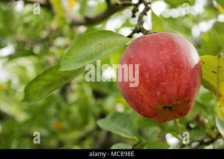 Apfelbaum im Garten Stockfoto