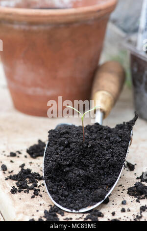 Cosmos Bipinnatus Blume Sämling im Kompost auf einer Hand Kelle im frühen Frühling. Großbritannien Stockfoto