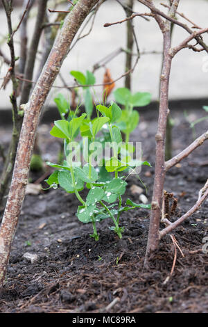 Lathyrus Odoratus 'Kelvedon Wonder'. Sweet pea 'Kelvedon Wonder' zwischen den cut Hazel tree branch unterstützt/Hasel Stangen in einem Gemüsegarten. Stockfoto