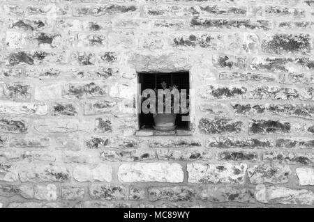 Isolierte Anlage iside ein Fenster auf eine Mauer (Spello, Umbrien, Italien)