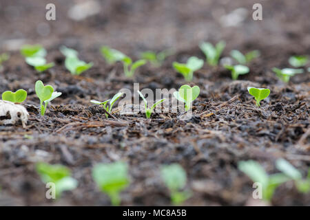 Raphanas Sativus. Radieschen Pearl Sämlinge in einem Gemüsegarten Stockfoto