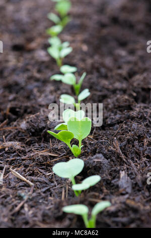 Raphanas Sativus. Radieschen Pearl Sämlinge in einem Gemüsegarten Stockfoto