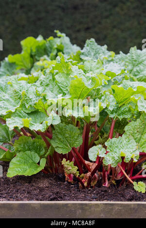 Rheum x hybridum 'Opa'. Rhabarber 'Aktive' wächst in einem Gemüsegarten Anfang April. Großbritannien Stockfoto