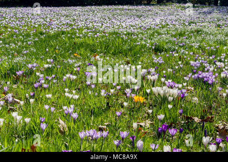 Bereich der Blumen und Krokusse im Frühling Stockfoto