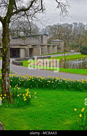 Schöne narzisse Blüten in Grenzen Coychurch Krematorium Gebäude in der Nähe von Bridgend, Wales. Hauptgebäude nach hinten. Stockfoto