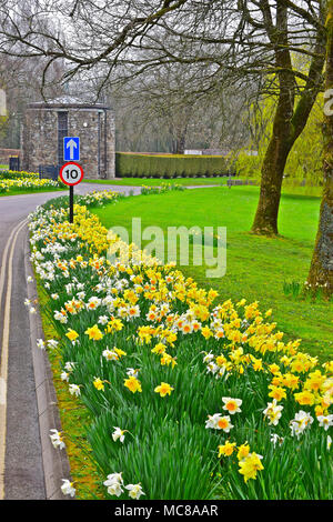 Schöne narzisse Blüten in Grenzen Coychurch Krematorium Gebäude in der Nähe von Bridgend, Wales. Hauptgebäude nach hinten. Stockfoto