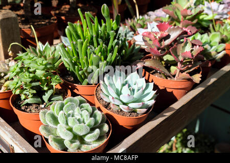 Sukkulenten Pflanzen in kleinen Gruppe von Blumentöpfe für den Verkauf außerhalb ein Shop in Exmouth Markt in Islington London UK KATHY DEWITT Stockfoto