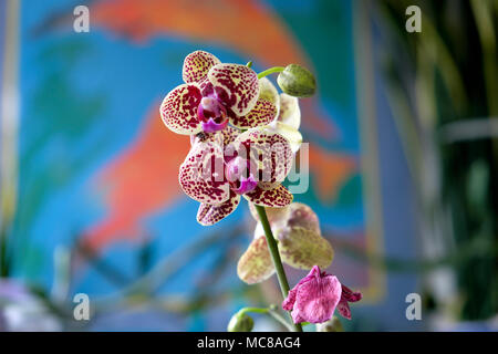 Phalaenopsis (Orchidee) Zimmerpflanze in der Blüte wächst in einem Topf in einem Haus mit einem unscharfen Bild im Hintergrund London UK KATHY DEWITT Stockfoto