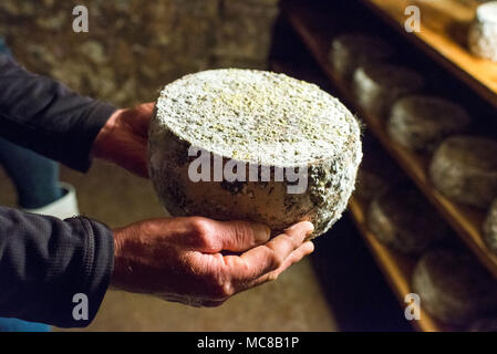 Manigot (Französische Alpen, Frankreich). Transformation der Milch zu Käse Reblochon. Peggy und Josserand, Bauern in den Bergen. Tomme rou Stockfoto