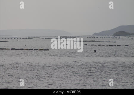 Der muschelzucht in Roaring Water Bay, Irland, zeigen die Saiten der Muschel Seile durch die Bucht aufgereiht, mit sauberen Wasser des Atlantiks. Stockfoto