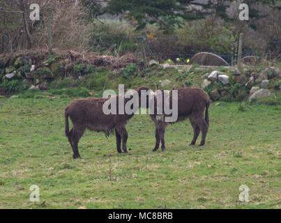 Paar rescue Esel, Equus africanus asinus, heraus in den Bereichen der Roaring Donkey Sanctuary, West Cork, Irland Stockfoto