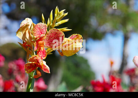 Große Blüte canna auf Hintergrund Blumenbeet. Stockfoto