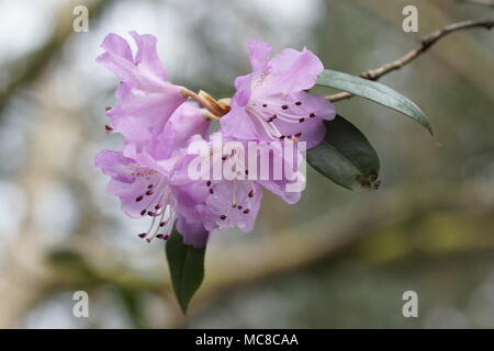 Blumen der Rhododendron esquamatum rubiginosum 'Gruppe' Stockfoto