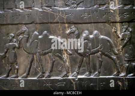 Schwarzer Obelisk von Salmanassar III. Kalkstein Assyrische Skulptur. Bas-Relief, 858-824 BC. Nimrud, Irak. Der Tribut der Jehu, der Sohn von Omri (alte Norden Israels). British Museum. London, Vereinigtes Königreich. Stockfoto