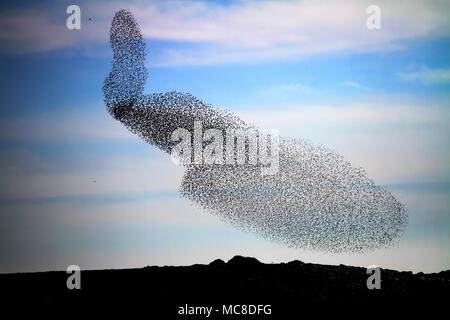 Große gemeinsame Star (Sturnus vulgaris) murmuration am Abend vor rastplätze. In der Nähe von Yeruham, Negev, Israel fotografiert. Stockfoto