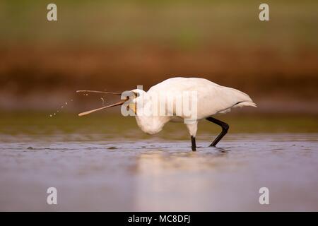 Löffler, oder gemeinsame Löffler (Platalea leucorodia) eingezogen. Dieses waten Vogel ist im südlichen Eurasien, in Europa und in Nordafrika gefunden. Es wandert in den Tropen im Winter. Er bewohnt sumpfigen Feuchtgebiete und ernährt sich von Fischen, Fröschen und anderen wirbellosen Tieren. In Israel im September fotografiert. Stockfoto